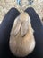 Baby Rabbits! Flemish Giant cross Carousel 11