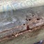 2 xRough old vintage wooden tool box rustic industrial Carousel 9
