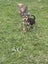 Puppies Carousel 3
