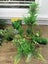 Aquarium plants Carousel 1