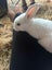 Baby Rabbits! Flemish Giant cross Carousel 12