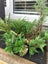 Aquarium plants- larger Carousel 2