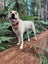 Tui the Labrador Carousel 3