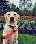 Tui the Labrador Carousel 4