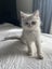 Purebred Ragdoll Kittens Carousel 6