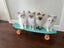 Purebred Ragdoll Kittens Carousel 1
