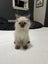 Purebred Ragdoll Kittens Carousel 4