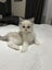 Purebred Ragdoll Kittens Carousel 7
