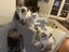 Purebred Ragdoll Kittens Carousel 3