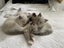 Purebred Ragdoll Kittens Carousel 2