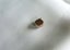 JEWELLERS ESTATE STUNNING CABOCHON OF SAPPHIRE ? SET IN 10ct RED GOLD SETTING. Carousel 6
