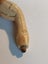 Old Pipe Ends..2 Superbly Carved & Box Carousel 7