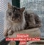 full mainecoon (dad) ragdoll (mum) Carousel 7