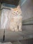 full mainecoon (dad) ragdoll (mum) Carousel 5