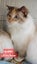 full mainecoon (dad) ragdoll (mum) Carousel 8