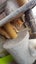 full mainecoon (dad) ragdoll (mum) Carousel 9