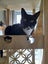 Brave Paws Cat Rescue - Adult - Timmy Carousel 7