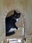 Brave Paws Cat Rescue - Adult - Timmy Carousel 6
