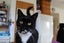 Brave Paws Cat Rescue - Adult - Timmy Carousel 2