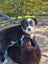 Adorable Purebred Border Collie Puppies Carousel 10