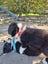 Adorable Purebred Border Collie Puppies Carousel 9