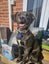 Pound Paws Rescue - Daisy, Timaru Carousel 1
