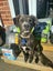 Pound Paws Rescue - Daisy, Timaru Carousel 4