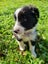 Adorable Purebred Border Collie Puppies Carousel 4