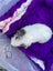 Guinea Pigs - Super Cute Carousel 5