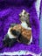 Guinea Pigs - Super Cute Carousel 6