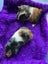Guinea Pigs - Super Cute Carousel 7