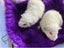 Guinea Pigs - Super Cute Carousel 9