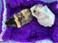 Guinea Pigs - Super Cute Carousel 10