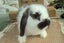 Pure Bred Mini Lop Rabbit Babies Carousel 1