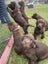 Chocolate Lab Puppies Carousel 3