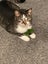 feline friends- female cat for adoption Carousel 1