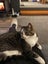 feline friends- female cat for adoption Carousel 2