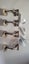 Windsor Stair Rail Brackets x 4 Carousel 2