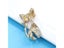 CINDY XIANG Cute Enamel Paint Cat Brooch Pin Animal Design Fashion Jewelry 2 Carousel 8
