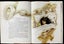 The Wind Between The Stars 1st Edition By Margaret Mahy + Brian Froud (Illus) Carousel 4