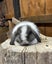Mini lops rabbits Carousel 3
