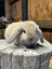 Mini lops rabbits Carousel 4