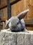 Mini lops rabbits Carousel 5