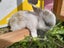 Minilop bunnies Carousel 2