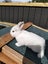 Minilop bunnies Carousel 3