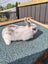 Minilop bunnies Carousel 4