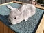 Minilop bunnies Carousel 6
