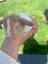 Adorable baby mini lop bunnies Carousel 3