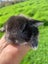 Adorable baby mini lop bunnies Carousel 4