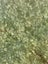 Greenstone/Pounamu Carousel 7